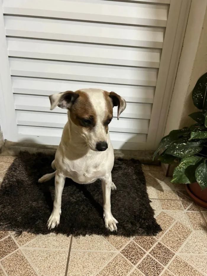 Cachorro ra a SRD-ViraLata idade 5 anos nome Sem Nome / Encontrado na Rua 