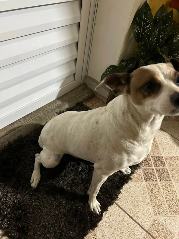 Cachorro ra a SRD-ViraLata idade 5 anos nome Sem Nome / Encontrado na Rua 