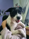 Spike