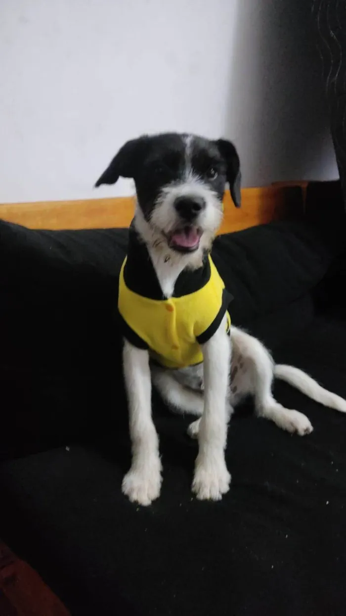 Cachorro ra a SRD-ViraLata idade 2 anos nome Spike