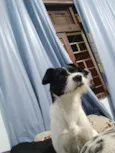 Spike