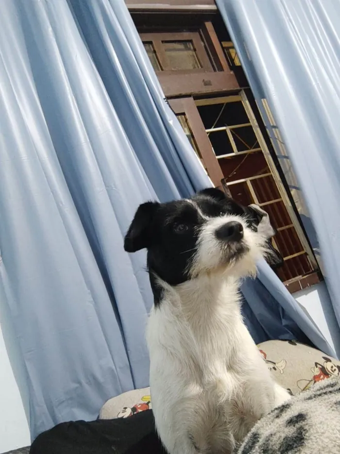 Cachorro ra a SRD-ViraLata idade 2 anos nome Spike