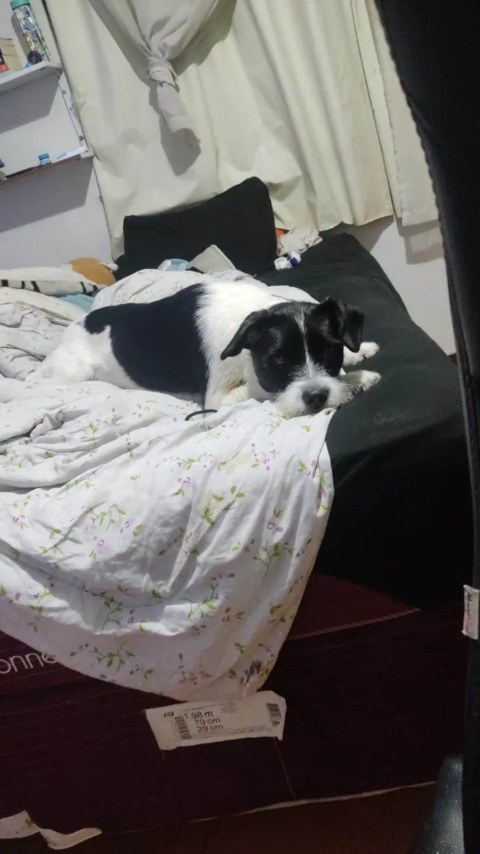 Cachorro ra a SRD-ViraLata idade 2 anos nome Spike