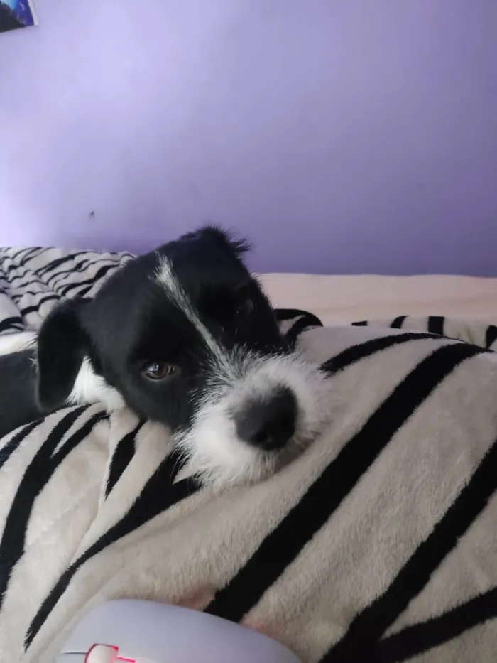 Cachorro ra a SRD-ViraLata idade 2 anos nome Spike