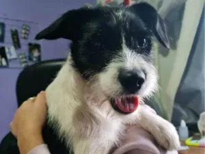 Cachorro raça SRD-ViraLata idade 2 anos nome Spike