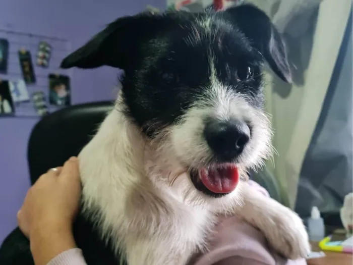 Cachorro ra a SRD-ViraLata idade 2 anos nome Spike