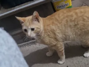 Gato raça SRD-ViraLata idade 7 a 11 meses nome Dália