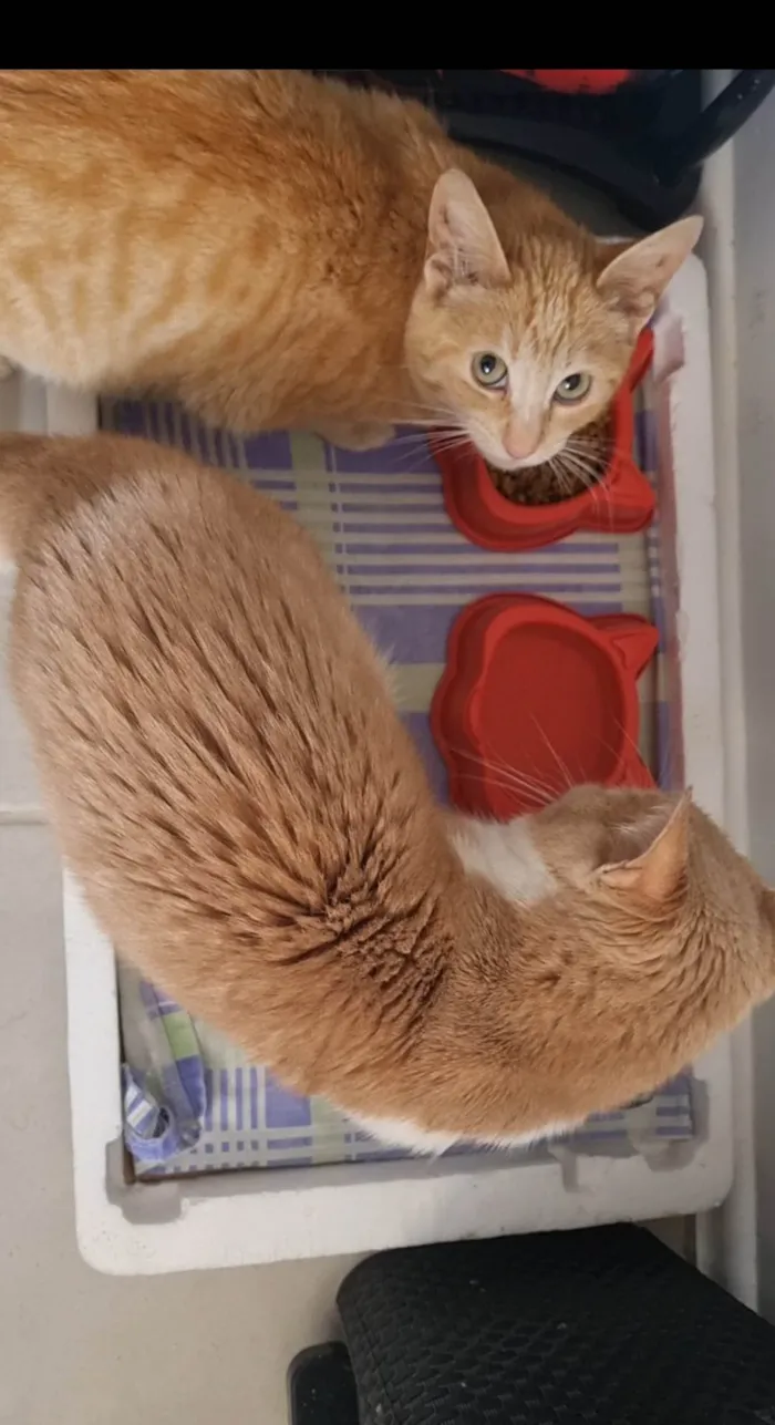 Gato ra a SRD-ViraLata idade 7 a 11 meses nome Dália