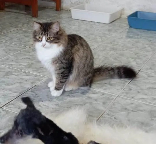 Gato ra a SRD-ViraLata idade 1 ano nome Janis & Joplin