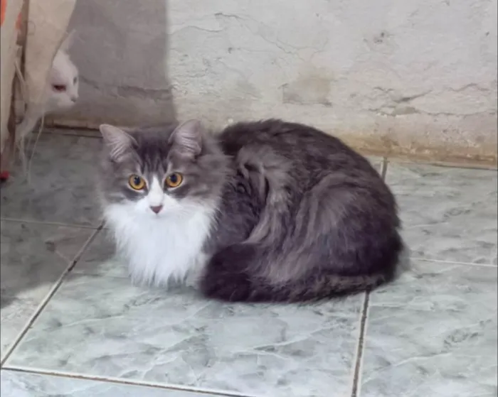 Gato ra a SRD-ViraLata idade 1 ano nome Janis & Joplin
