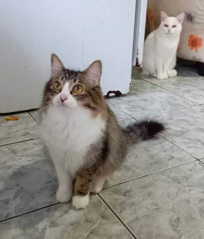 Gato ra a SRD-ViraLata idade 1 ano nome Janis & Joplin