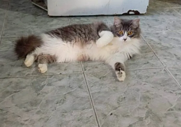 Gato ra a SRD-ViraLata idade 1 ano nome Janis & Joplin