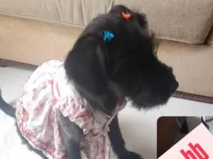 Cachorro raça SRD-ViraLata idade 2 a 6 meses nome Luna 