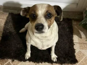 Cachorro raça SRD-ViraLata idade 5 anos nome Sem Nome / Encontrado na Rua 