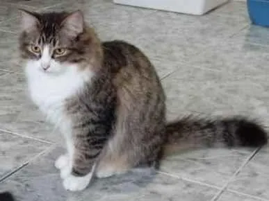 Gato ra a SRD-ViraLata idade 1 ano nome Janis & Joplin
