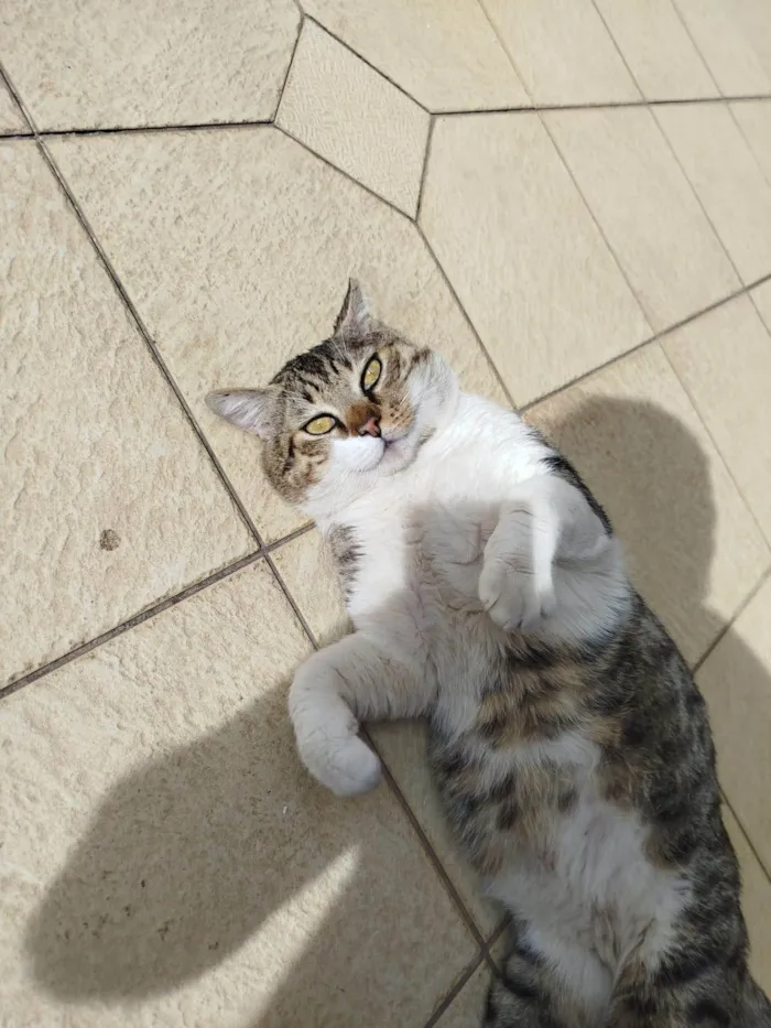 Gato ra a SRD-ViraLata idade 3 anos nome Bochecha