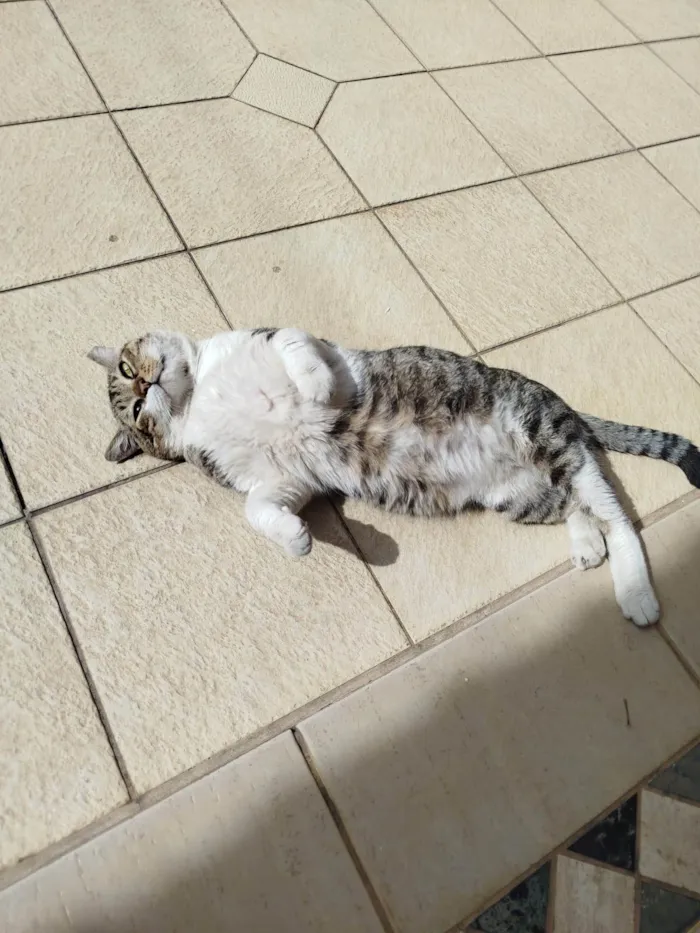 Gato ra a SRD-ViraLata idade 3 anos nome Bochecha