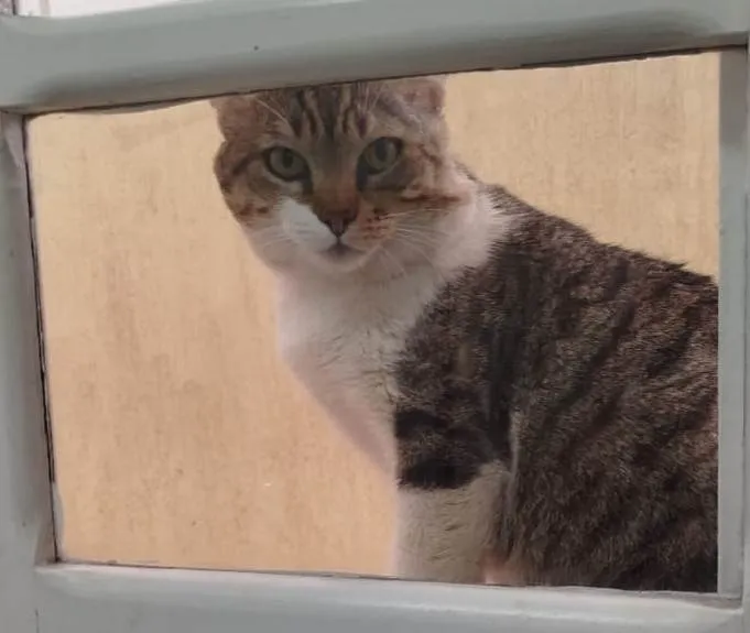 Gato ra a SRD-ViraLata idade 3 anos nome Bochecha
