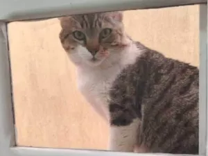Gato raça SRD-ViraLata idade 3 anos nome Bochecha
