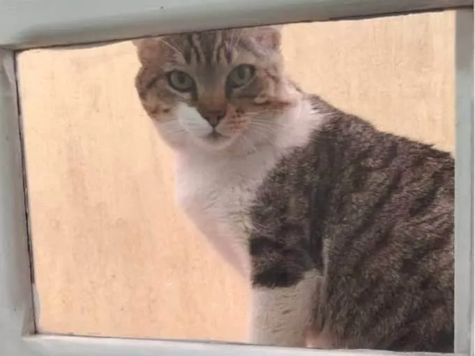 Gato ra a SRD-ViraLata idade 3 anos nome Bochecha