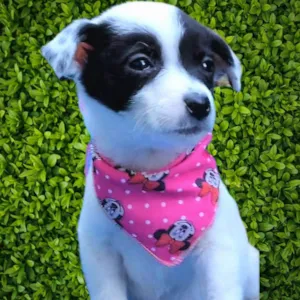 Cachorro raça SRD-ViraLata idade 2 a 6 meses nome Felícia