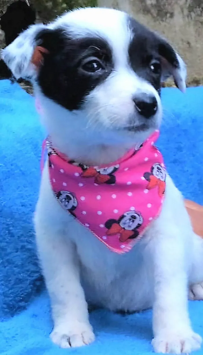 Cachorro ra a SRD-ViraLata idade 2 a 6 meses nome Felícia