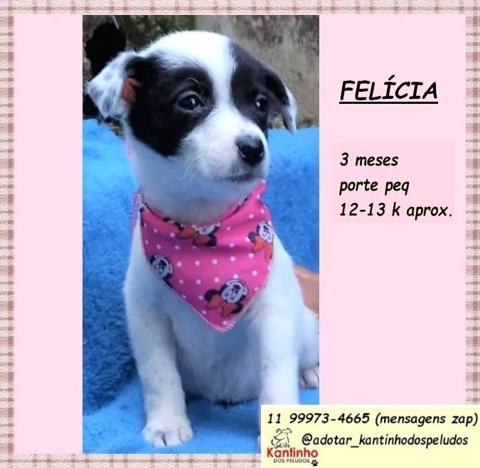 Cachorro ra a SRD-ViraLata idade 2 a 6 meses nome Felícia
