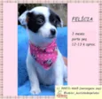 Felícia