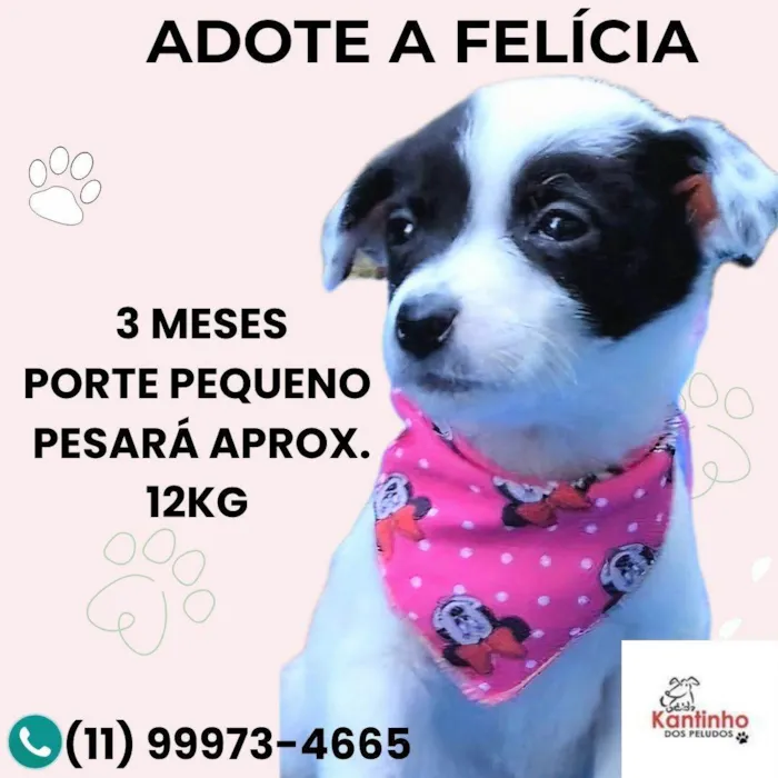 Cachorro ra a SRD-ViraLata idade 2 a 6 meses nome Felícia