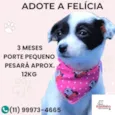 Felícia