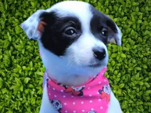 Cachorro raça SRD-ViraLata idade 2 a 6 meses nome Felícia