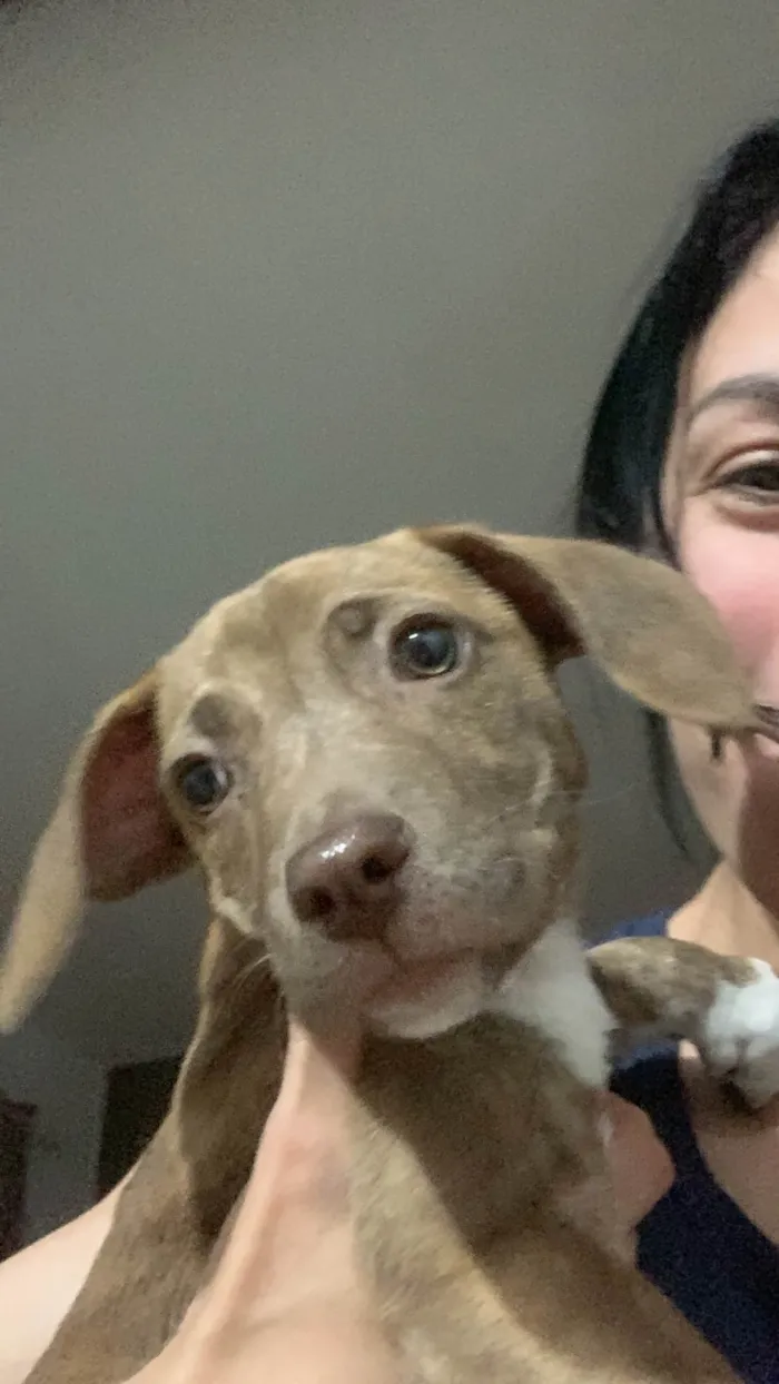 Cachorro ra a SRD-ViraLata idade 2 a 6 meses nome Jade