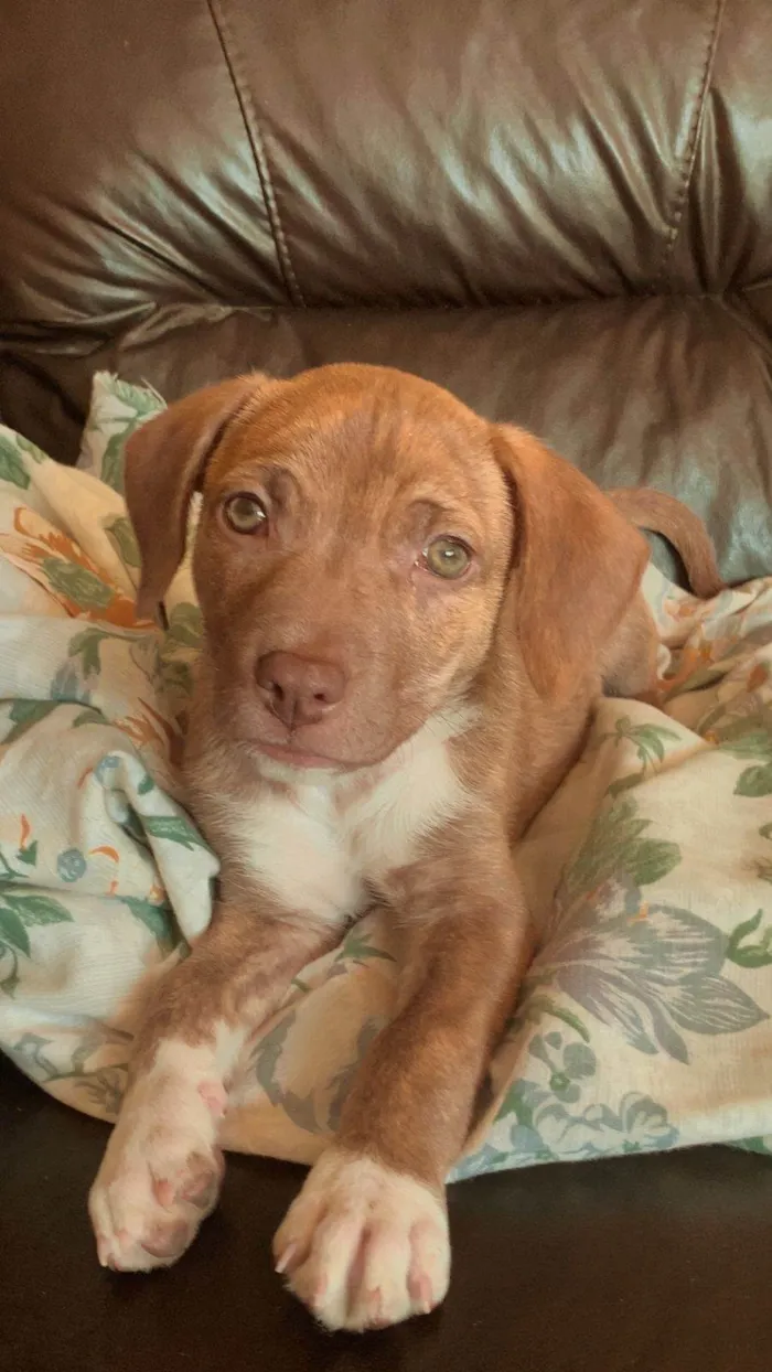 Cachorro ra a SRD-ViraLata idade 2 a 6 meses nome Jade