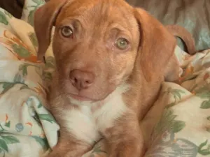 Cachorro raça SRD-ViraLata idade 2 a 6 meses nome Jade
