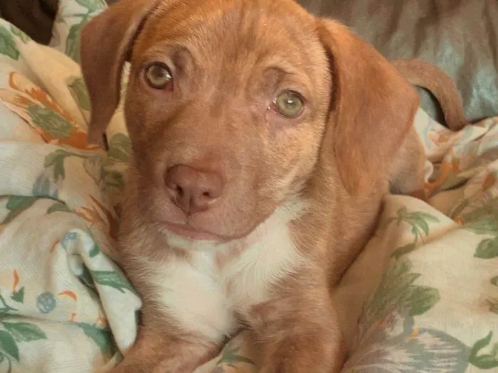 Cachorro ra a SRD-ViraLata idade 2 a 6 meses nome Jade