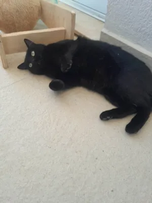 Gato raça SRD-ViraLata idade 1 ano nome Jullie