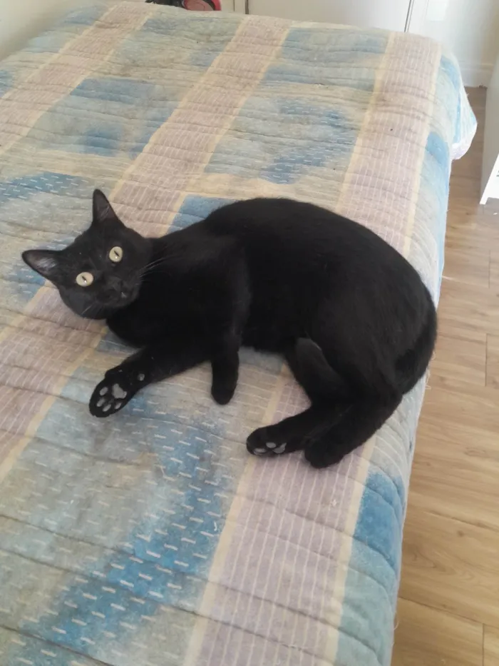 Gato ra a SRD-ViraLata idade 1 ano nome Jullie