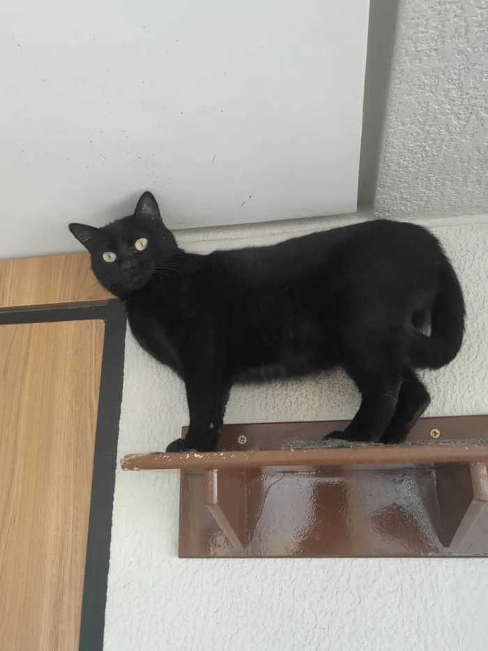 Gato ra a SRD-ViraLata idade 1 ano nome Jullie