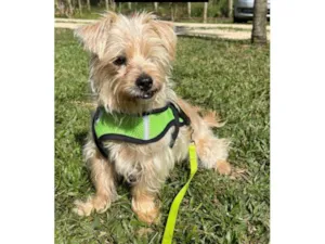 Cachorro raça SRD-ViraLata idade 5 anos nome Charles 
