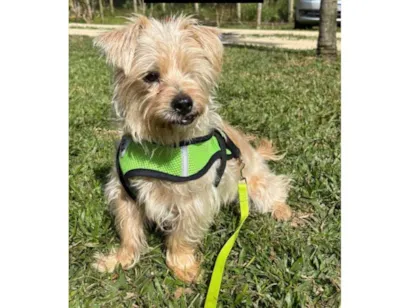 Cachorro raça SRD-ViraLata idade 5 anos nome Charles 