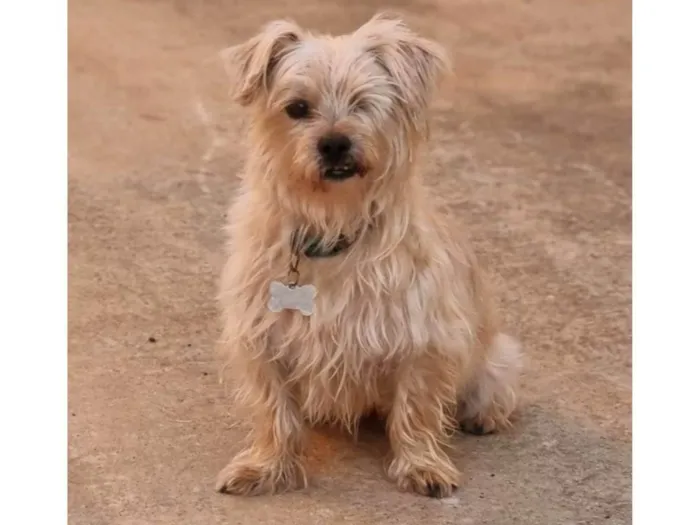 Cachorro ra a SRD-ViraLata idade 5 anos nome Charles 