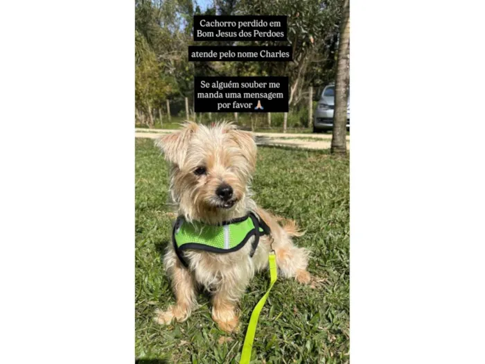 Cachorro ra a SRD-ViraLata idade 5 anos nome Charles 