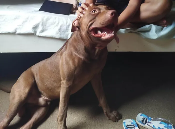 Cachorro ra a Pit-Bull idade 1 ano nome Apollo