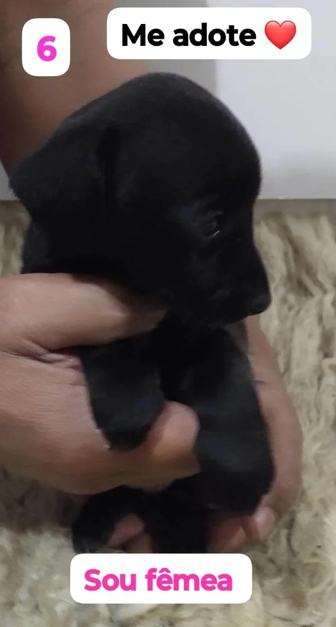 Cachorro ra a SRD-ViraLata idade Abaixo de 2 meses nome Pretinha