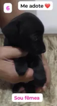 Pretinha
