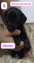 Pretinha