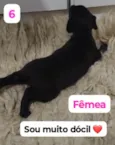 Pretinha