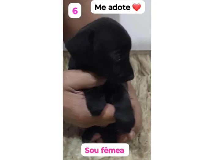Cachorro ra a SRD-ViraLata idade Abaixo de 2 meses nome Pretinha