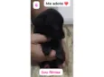 Pretinha