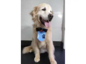 Cachorro raça Labrador idade 6 ou mais anos nome Ozzy, um golden